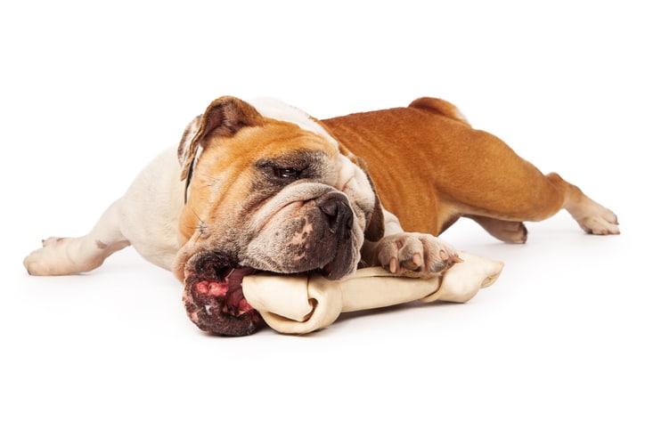 Bulldog with a Rawhide Chew Treat