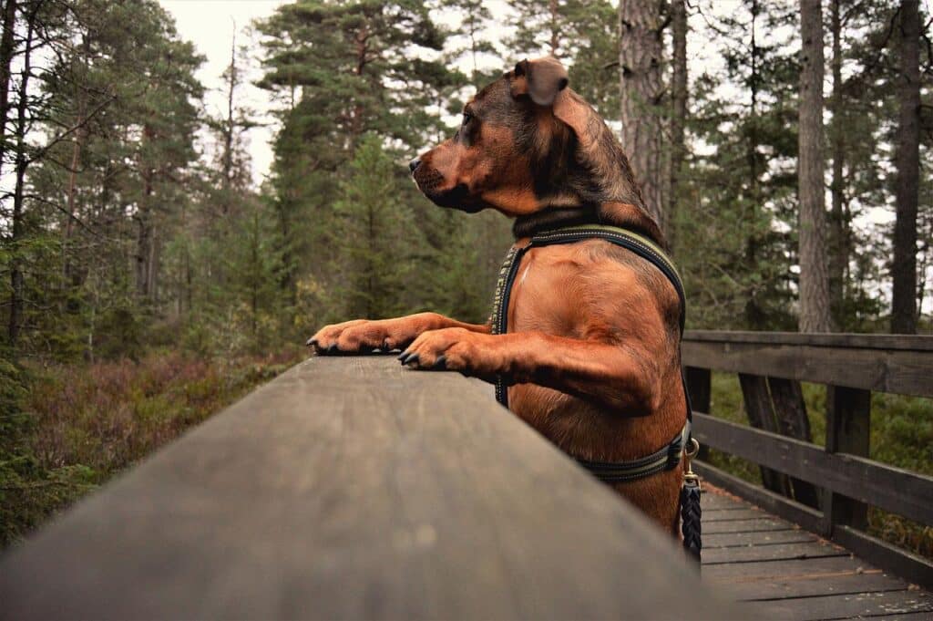Dogs in National Parks